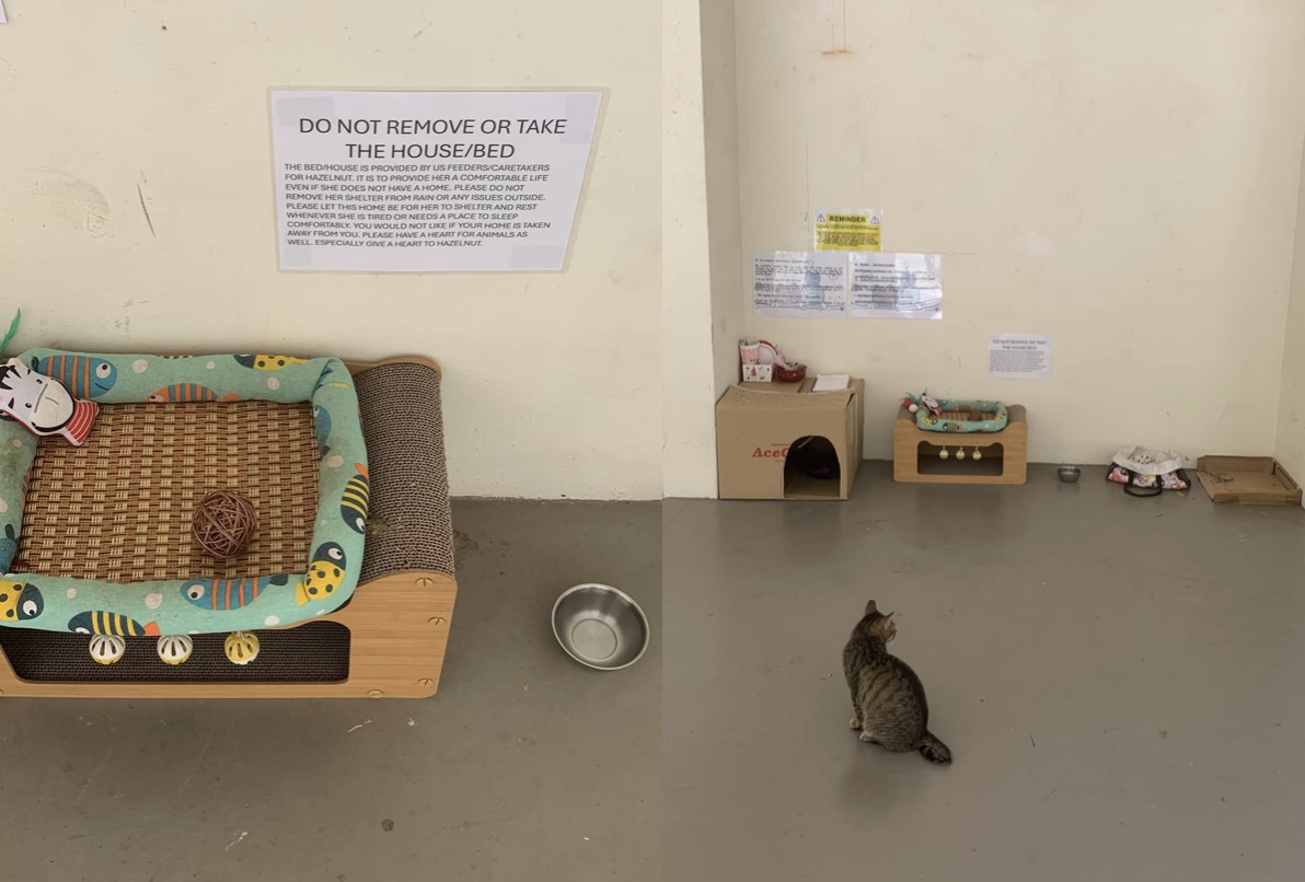 Singaporeans slam HDB resident for calling the practice of caring for community cats as still "littering, even with good intentions"